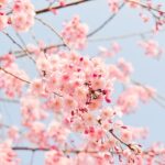 茨城県つむぎ保育園龍ヶ崎園 桜写真