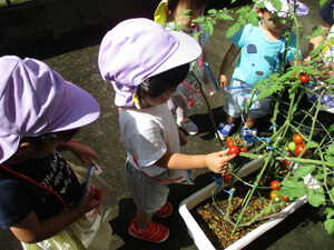 茨城県つむぎ保育園龍ヶ崎園　トマト収穫写真