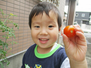 茨城県つむぎ保育園龍ヶ崎園　トマト収穫こども写真