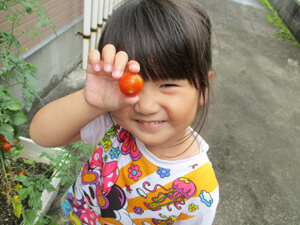 茨城県つむぎ保育園龍ヶ崎園　トマト収穫こども写真