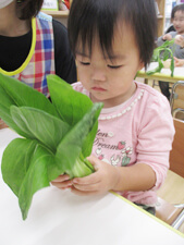 保育園で野菜をみつめる子供の写真