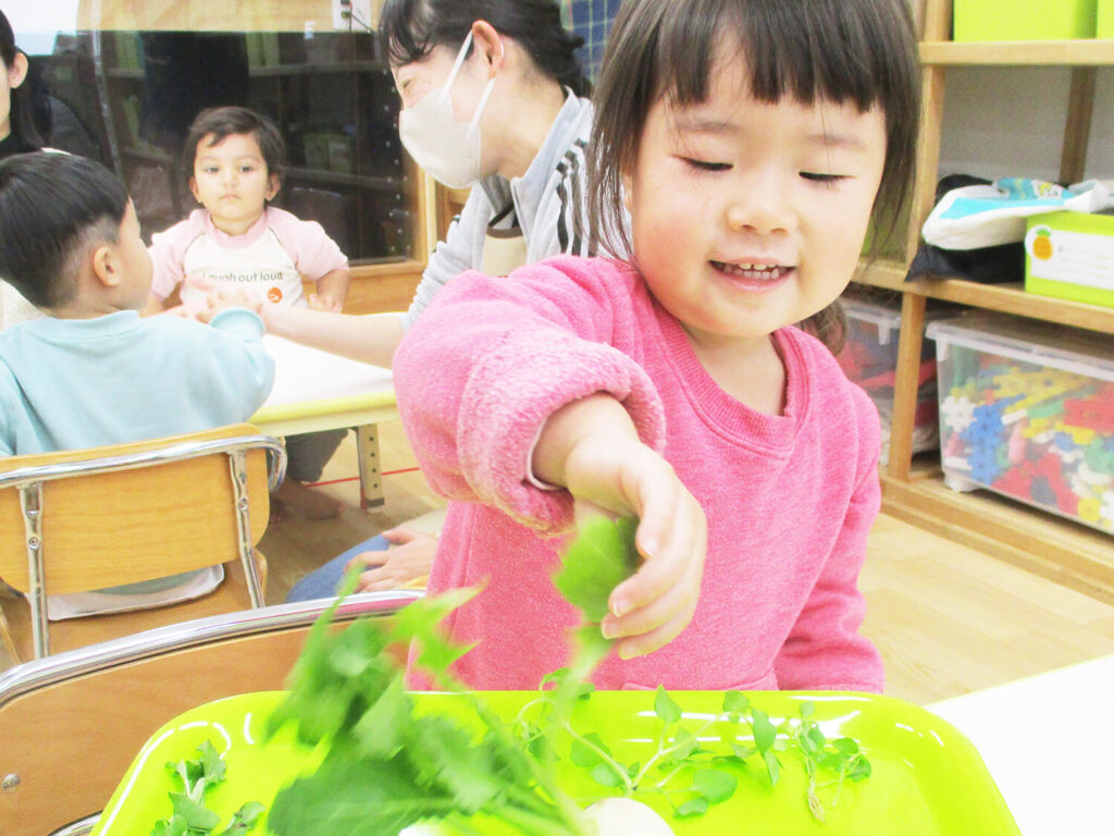 春の七草を触る園児の様子