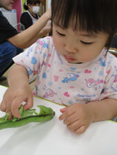 保育園時がそらまめをむく様子
