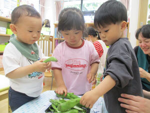 保育園の子供達がそら豆を向く様子