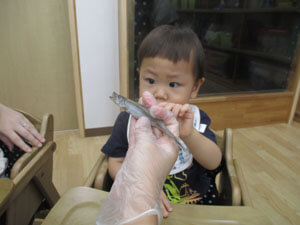 ししゃもを見る保育児