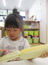 とうもろこしの皮を剥く保育園時